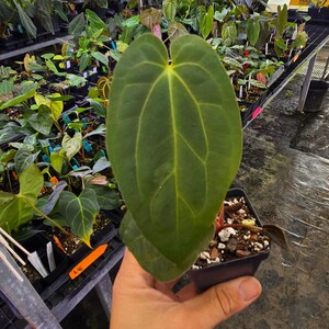 Anthurium ‘Goldenchild F2’ x (Papillilaminum 'Ree Gardens’/‘Doc Block Purple F2') (A103) imagem 2