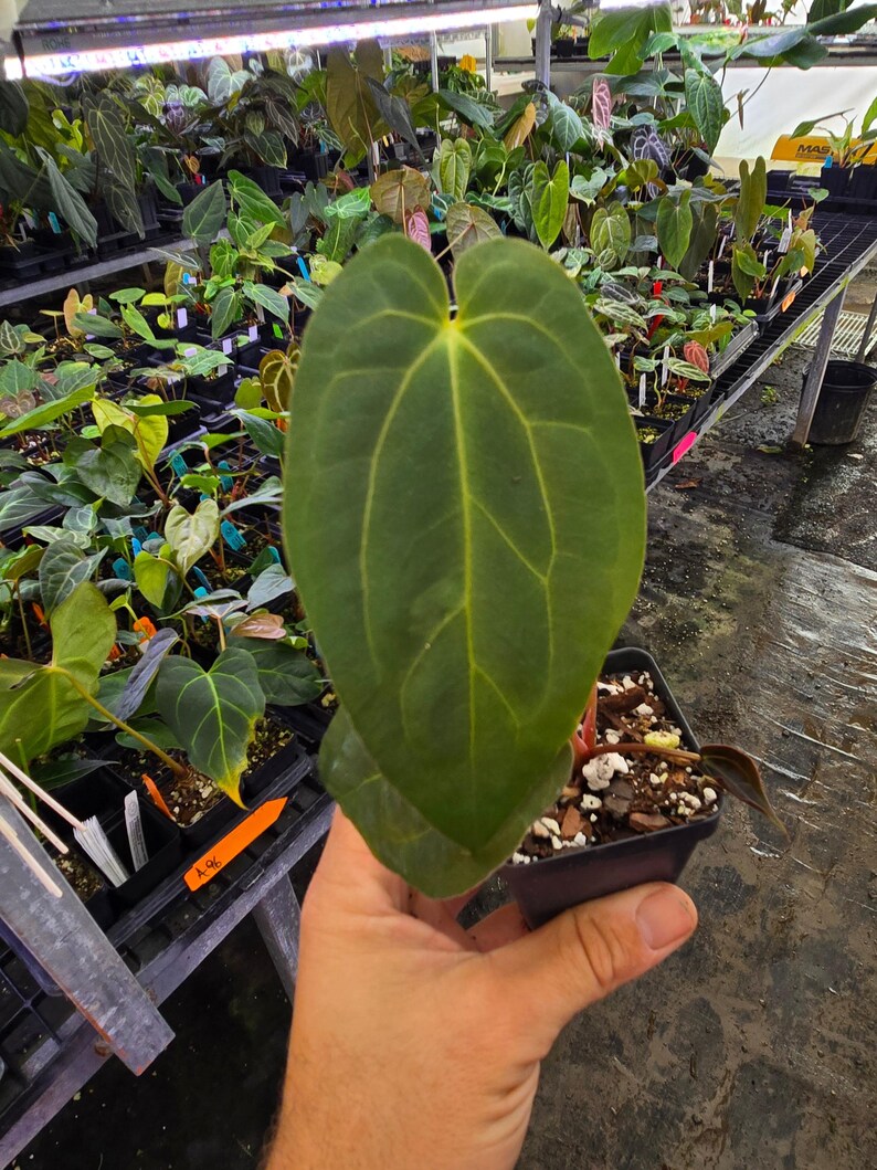 Anthurium ‘Goldenchild F2’ x (Papillilaminum 'Ree Gardens’/‘Doc Block Purple F2') (A103) imagem 2
