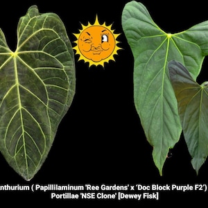 Anthurium Portillae X - Etsy