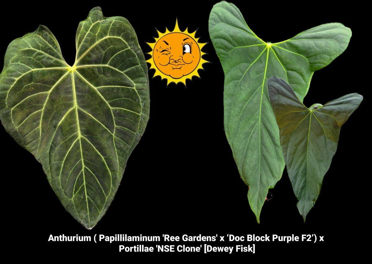 Anthurium Portillae X - Etsy