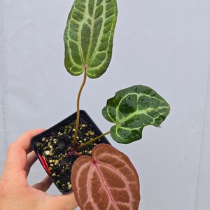 Anthurium ('Tim Anderson Crystal Mag' / 'Tim's Black') x 'Doc Block Purple F2' (CS07) image 2