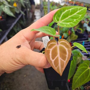 Anthurium 'Doc Block Purple F2' x 'SKG Grey' (A115) image 2