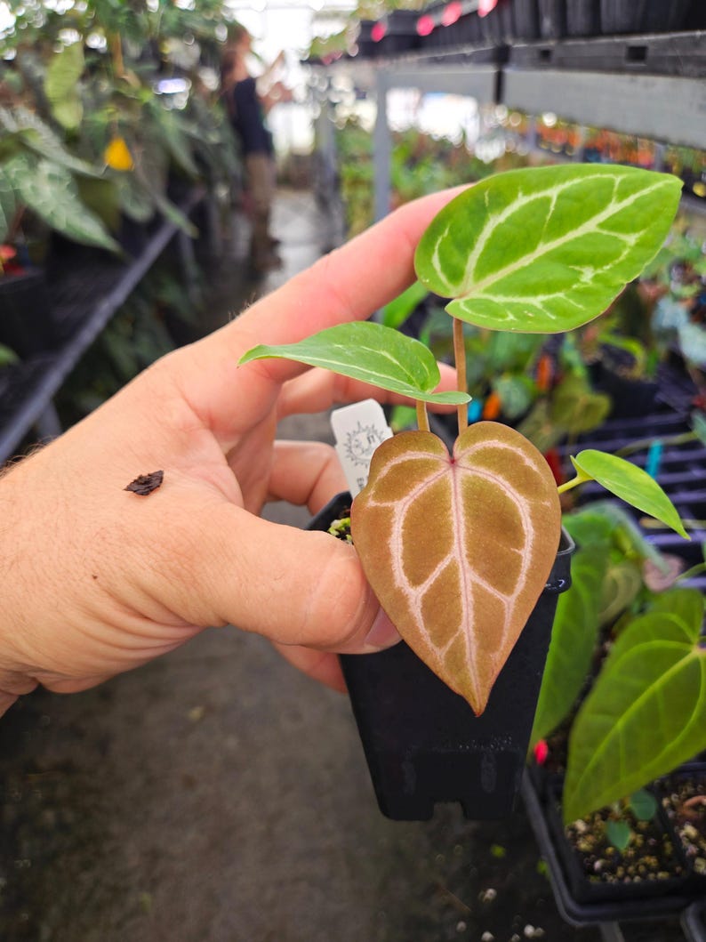Anthurium 'Doc Block Purple F2' x 'SKG Grey' (A115) image 2