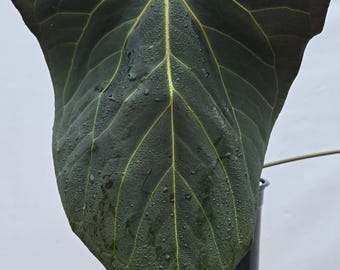 Anthurium 'Dark Magician Clone'  (CS01)