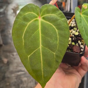 Anthurium 'Doc Block Purple F2' x 'Golden Child' (A99) Bild 2