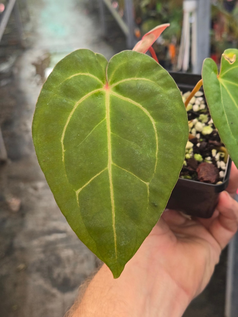 Anthurium 'Doc Block Purple F2' x 'Golden Child' (A99) Bild 2