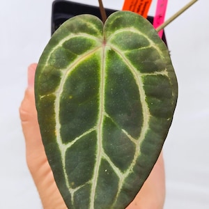 Anthurium 'Swampmannii Long' x 'Doc Block Purple F2' (CS14) image 3