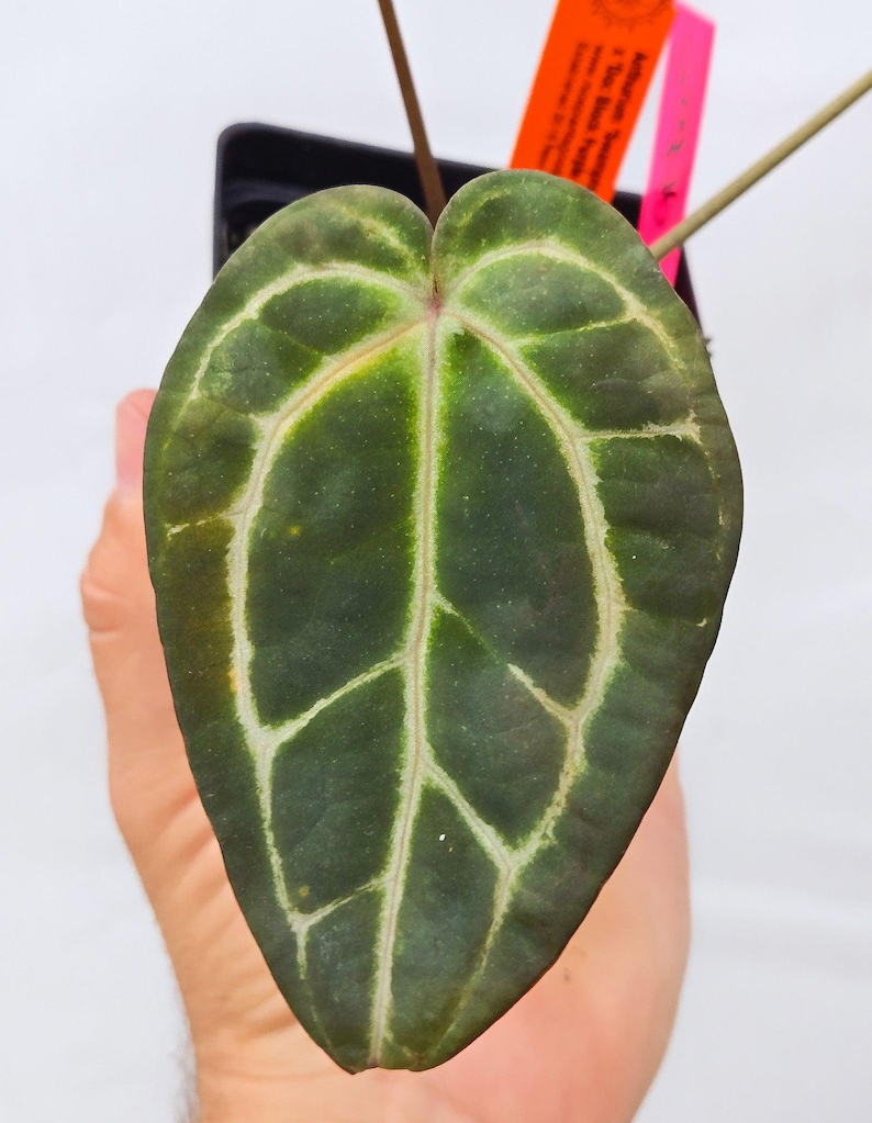 Anthurium 'Swampmannii Long' x 'Doc Block Purple F2' (CS14) image 3