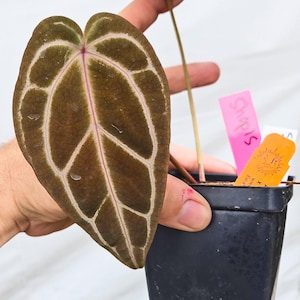 Anthurium 'Swampmannii Long' x 'Doc Block Purple F2' (CS13) imagen 1