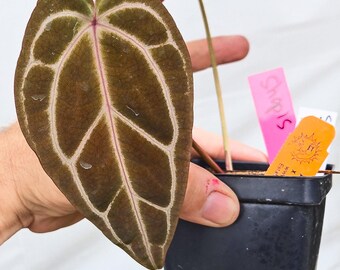 Anthurium 'Swampmannii Long' x 'Doc Block Purple F2' (CS13)