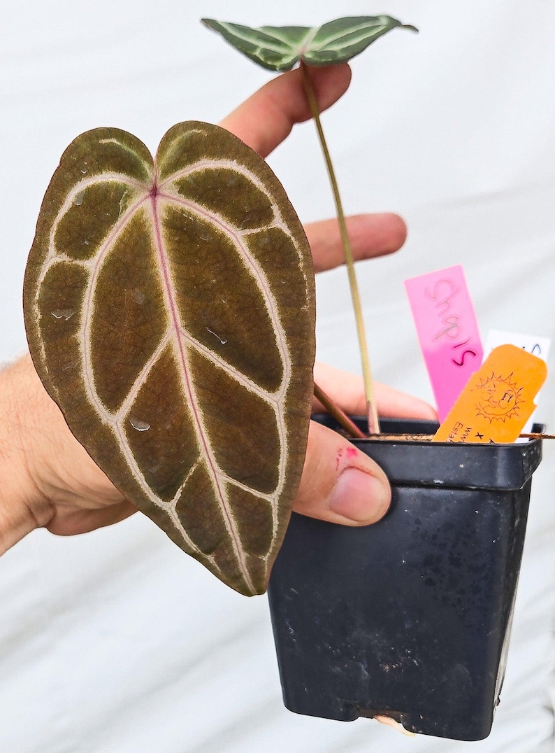 Anthurium 'Swampmannii Long' x 'Doc Block Purple F2' (CS13) imagen 1