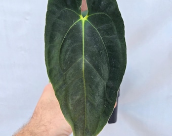 Anthurium Papillilaminum x open (A101)