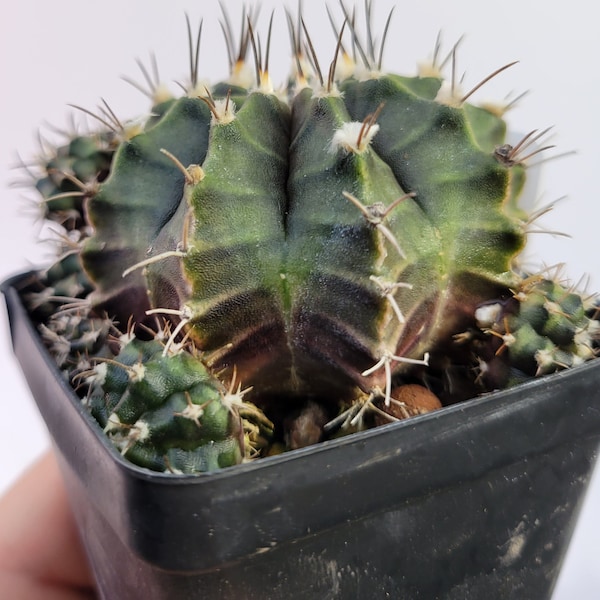 Gymnocalycium mihanovichii var. friedrichii Long Spine rooted & established, (Deaw Cactus ) Flowering Size!  Beautiful purple cactus#t46
