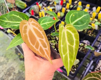 Anthurium 'Crystal Queen #3' x 'Doc Block Purple F2' (A110)