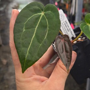 Anthurium 'Doc Block Purple F2' x 'Golden Child' (A99) Bild 4