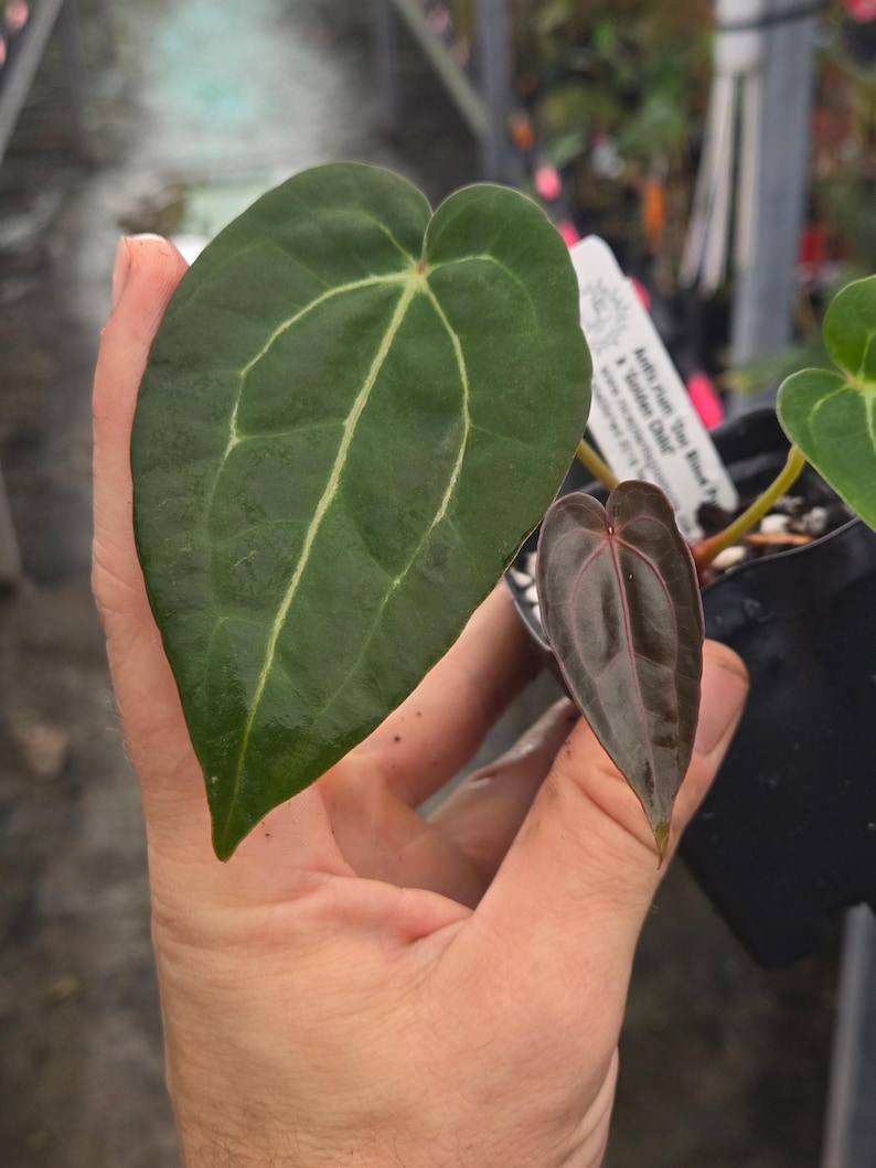 Anthurium 'Doc Block Purple F2' x 'Golden Child' (A99) Bild 4
