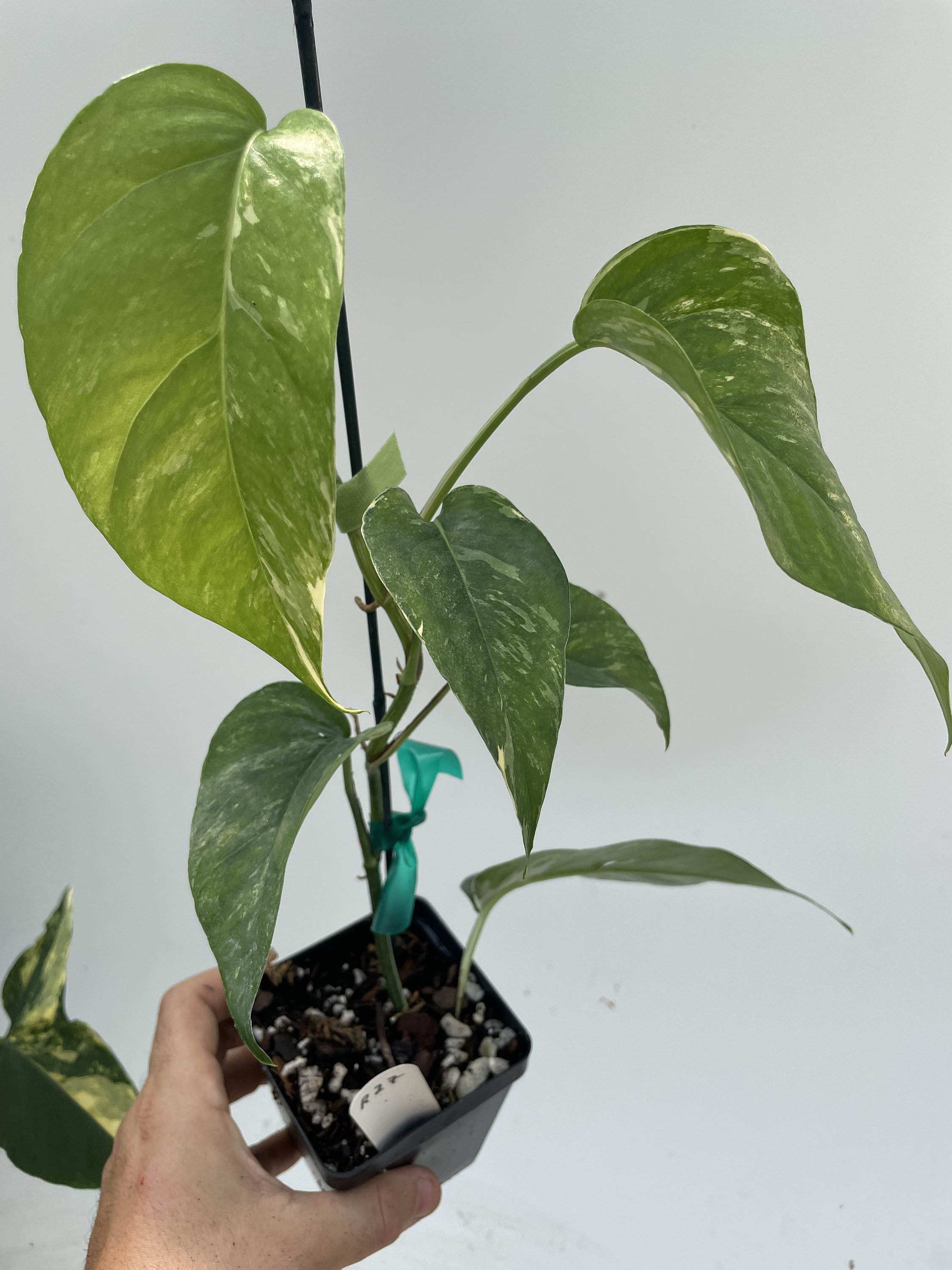 Epipremnum Pinnatum Albo Variegata RARE Variegated Rooted Starter