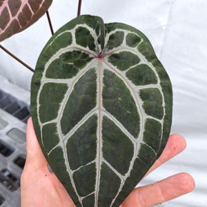 Anthurium 'Doc Block Red F2' x 'Doc Block Purple F2' (CS20) Bild 2