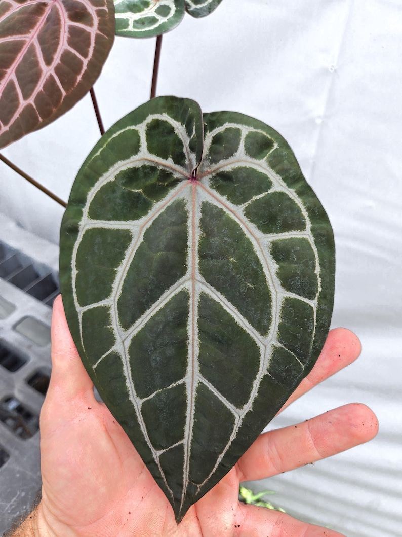 Anthurium 'Doc Block Red F2' x 'Doc Block Purple F2' (CS20) Bild 2