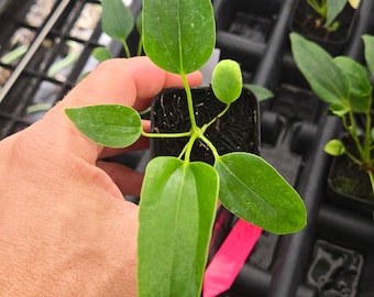 Anthurium Angustilobum sp Size: Small  (SP01)