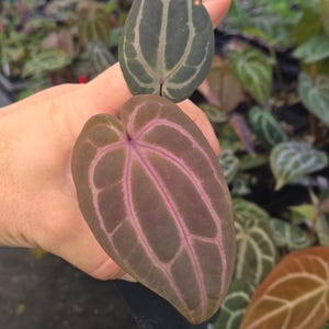 Anthurium 'Swampmannii Dark' x 'Doc Block Purple F2' (A98) image 3