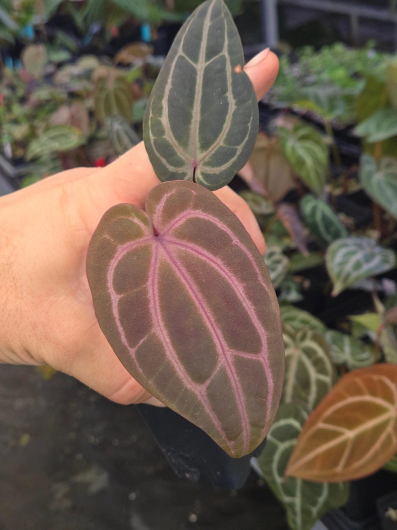 Anthurium 'Swampmannii Dark' x 'Doc Block Purple F2' (A98) image 3