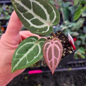 Anthurium 'SKG Red Crystal Mag' x 'Doc Block Purple F2' (A102) imagen 1