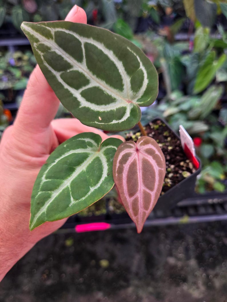 Anthurium 'SKG Red Crystal Mag' x 'Doc Block Purple F2' (A102) imagen 1