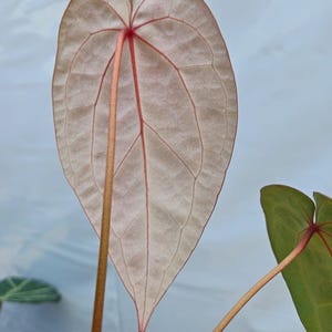 Anthurium 'Swampmannii Long' x 'Doc Block Purple F2' (CS24) image 5