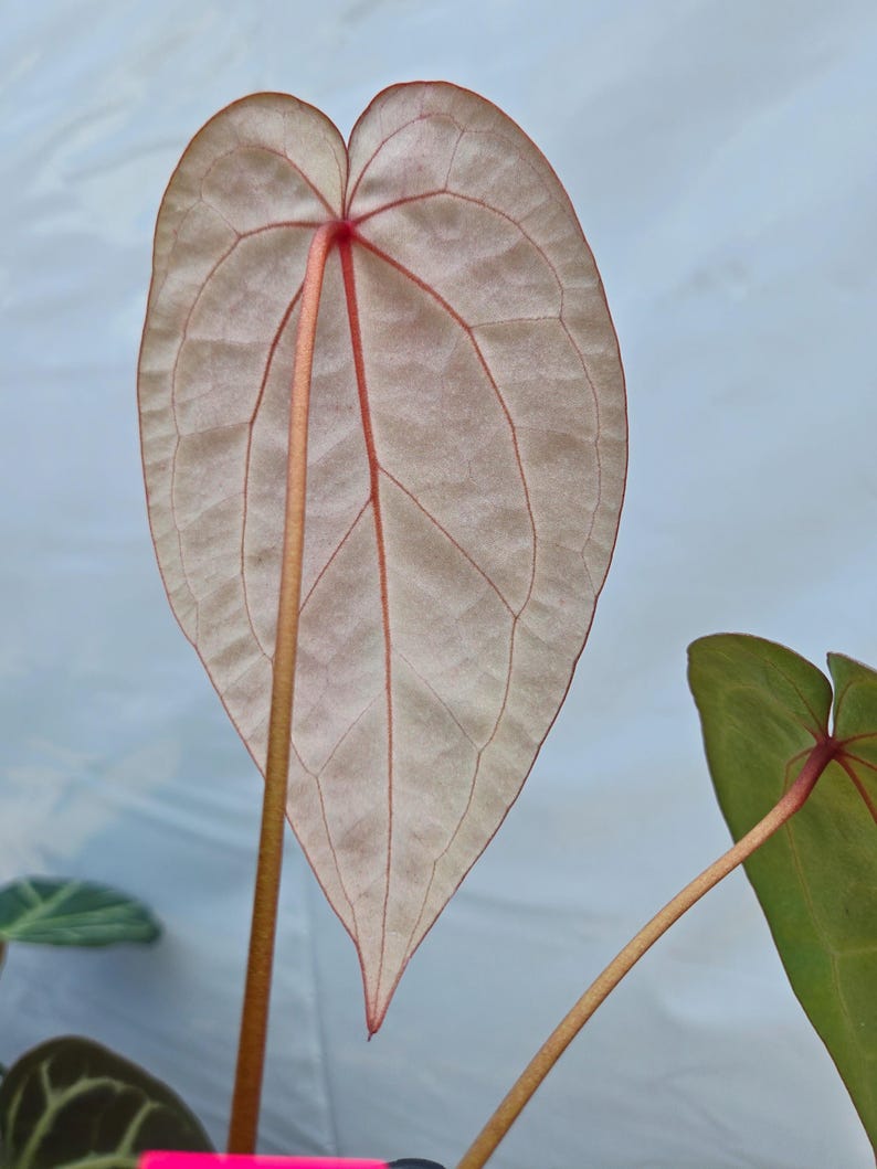 Anthurium 'Swampmannii Long' x 'Doc Block Purple F2' (CS24) image 5