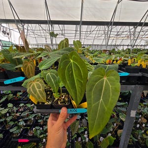 Anthurium 'Swampmannii #3' x ('Rotundatum X' / 'Doc Block Purple F2 #1' (A106) image 3