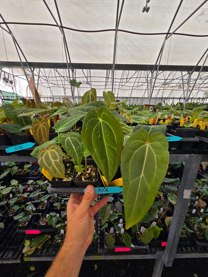 Anthurium 'Swampmannii #3' x ('Rotundatum X' / 'Doc Block Purple F2 #1' (A106) image 3