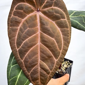 Anthurium 'Doc Block Purple F2' x ('Rotundatum X'/'Doc Block Purple F2') (CS15) afbeelding 1
