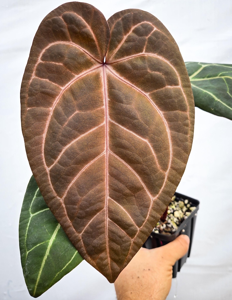 Anthurium 'Doc Block Purple F2' x ('Rotundatum X'/'Doc Block Purple F2') (CS15) afbeelding 1