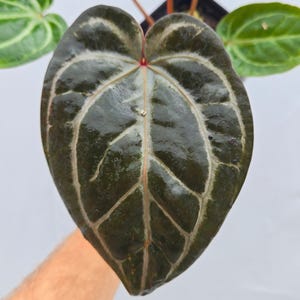 Anthurium 'Doc Block Purple F2' x ('Rotundatum X' / 'Doc Block Purple F2') (CS04) image 2