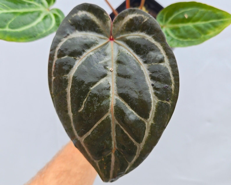Anthurium 'Doc Block Purple F2' x ('Rotundatum X' / 'Doc Block Purple F2') (CS04) image 2
