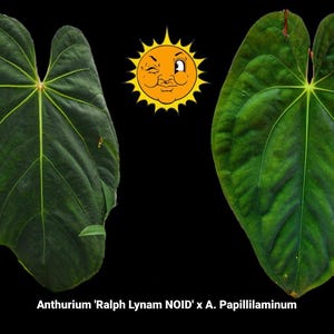 Ralph Lynam Anthurium - Etsy