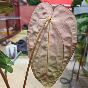 Anthurium ('SKG AOS'/ 'Tim's Black') x 'Doc Block Purple F2' (CS26) imagen 4