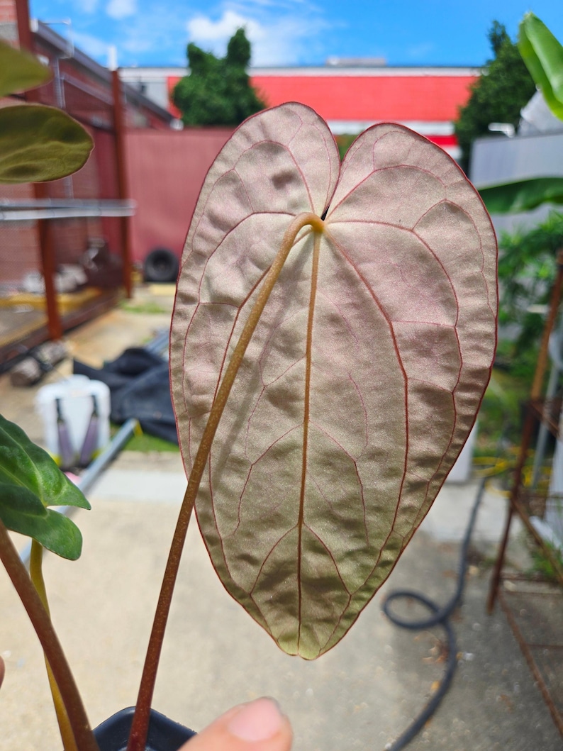 Anthurium ('SKG AOS'/ 'Tim's Black') x 'Doc Block Purple F2' (CS26) imagen 4