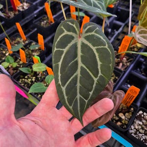 Anthurium 'Swampmannii Long' x ('Rotundatum X'/ 'Doc Block Purple F2') (A78) image 2
