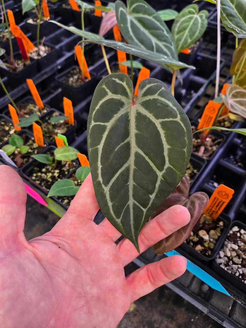 Anthurium 'Swampmannii Long' x ('Rotundatum X'/ 'Doc Block Purple F2') (A78) image 2