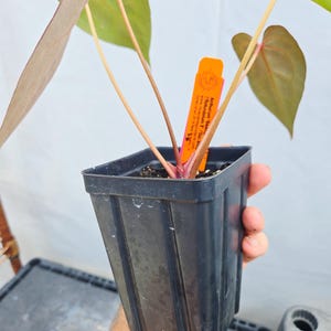Anthurium 'Swampmannii #3' x ('Rotundatum X' / 'Doc Block Purple F2') (CS25) image 5