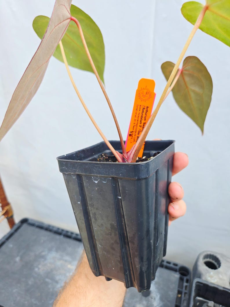 Anthurium 'Swampmannii #3' x ('Rotundatum X' / 'Doc Block Purple F2') (CS25) image 5
