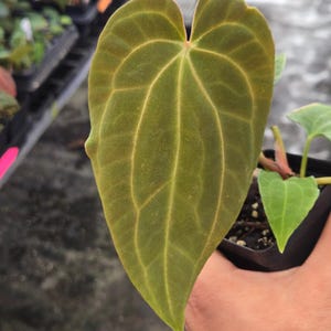 Anthurium ‘Goldenchild F2’ x (Papillilaminum 'Ree Gardens’/‘Doc Block Purple F2') (A103) imagem 3