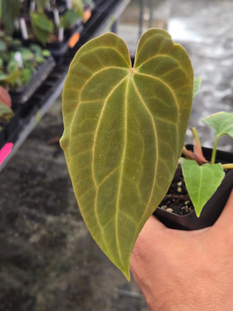 Anthurium ‘Goldenchild F2’ x (Papillilaminum 'Ree Gardens’/‘Doc Block Purple F2') (A103) imagem 3