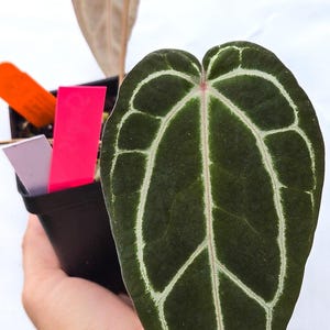 Anthurium 'Swampmannii Long' x 'Doc Block Purple F2' (CS13) imagen 4