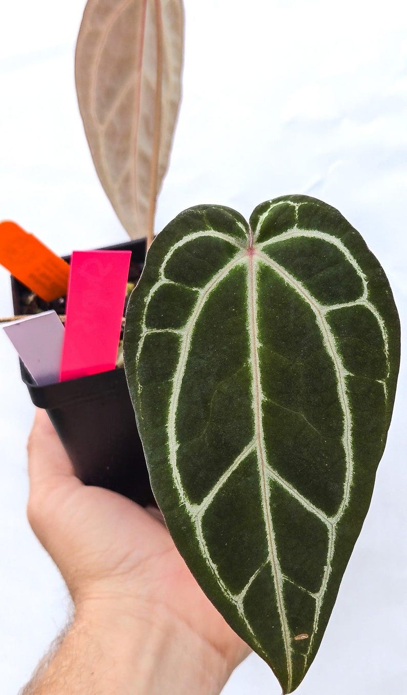 Anthurium 'Swampmannii Long' x 'Doc Block Purple F2' (CS13) imagen 4