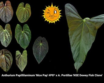 Scott Cohen Anthurium Antolakii (known as BVEP) X NSE Anthurium