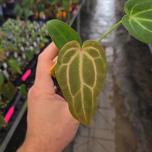 Anthurium 'Swampmannii #3' x ('Rotundatum X' / 'Doc Block Purple F2 #1' (A106) image 1