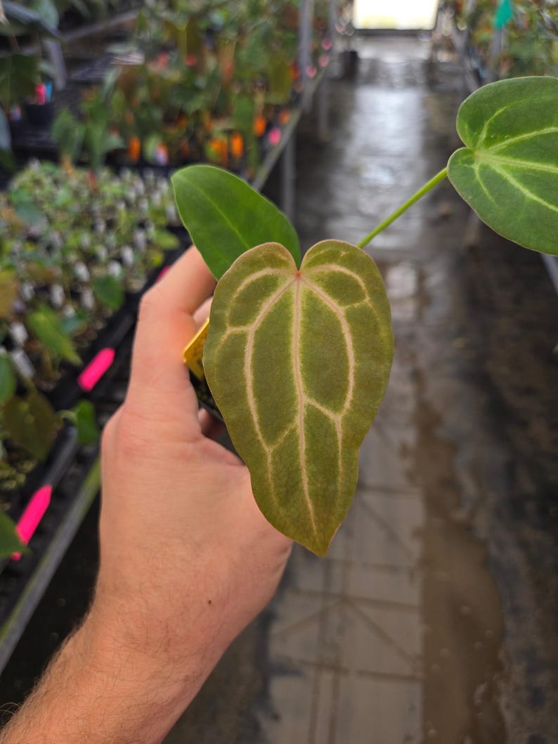 Anthurium 'Swampmannii #3' x ('Rotundatum X' / 'Doc Block Purple F2 #1' (A106) image 1